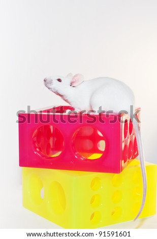 White laboratory mouse on test tube racks