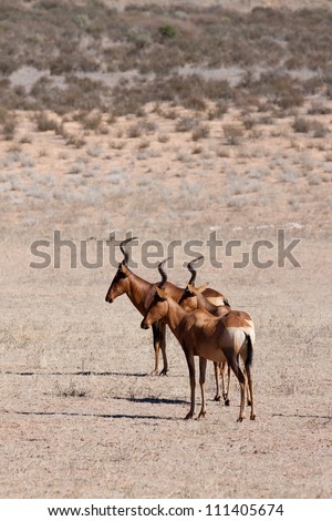 Three wary hartebeest in a dry riverbed