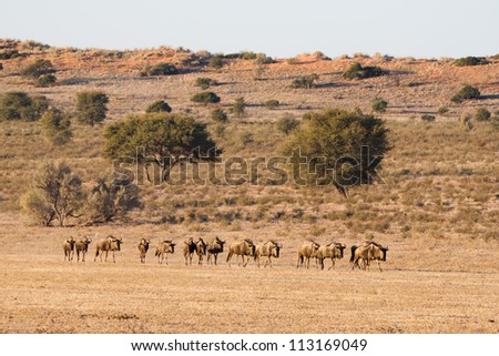 A herd of wildebeest walking in a line to a waterhole