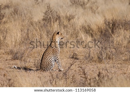 A leopard sits up to get a better look