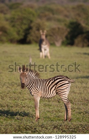 A young zebra standing in front of an adult in the distance