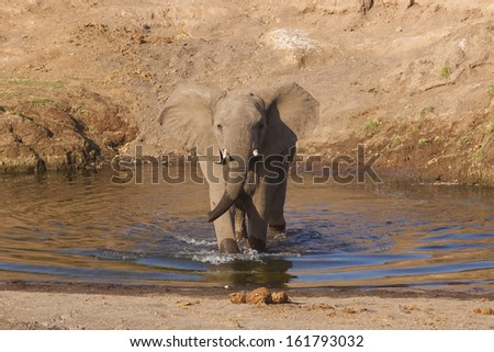 A young elephant bull mock charging
