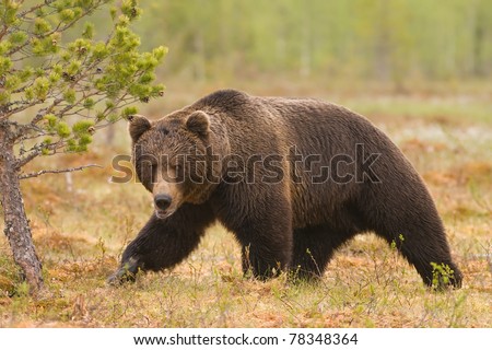 European brown bear on patrol