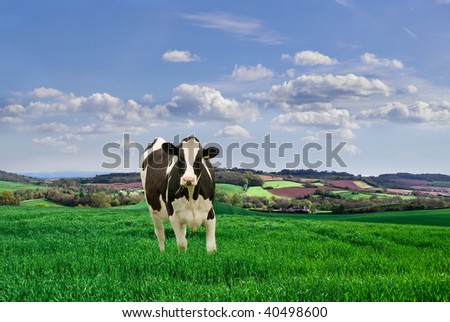 Lone Friesian  cow in a meadow.