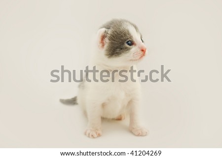 Four week old kitten sitting on a neutral background,selective focus on his face.