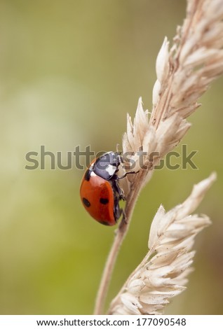 ladybird on the blade of grass