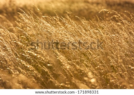 View of golden brown grass field on the sunset