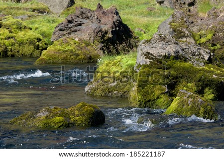 Rocky shores covered with moss of the mountain river on a sunny day, Iceland