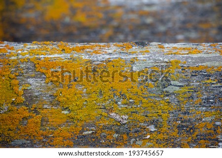 Peace of old wood covered with yellow moss in Hvammstangi, Iceland
