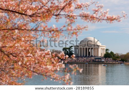 Cherry Blossom in Washington DC, Jefferson Memorial in the background