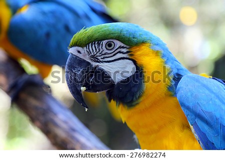 Parrots are very common in Florida. Although it is hard to catch them in wild, they are all around as pets in many households. I guess they love the warm weather year around in FL.