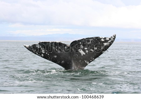 In the Gray Whale sanctuary of San Ignacio lagoon in Baja Mexico, a Gray Whale brings up its flukes during a  dive.