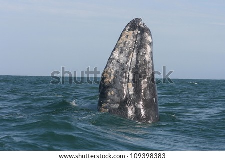 A Gray Whale stands on its tail to Spyhop or look around in a sanctuary lagoon in Baja, Mexico
