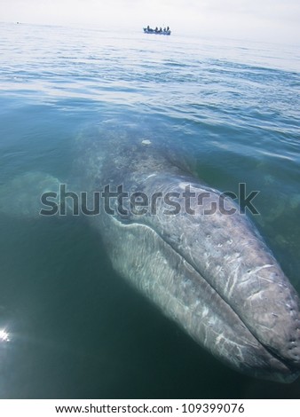 A curious baby gray whale comes to my boat in a sanctuary lagoon in Baja, Mexico
