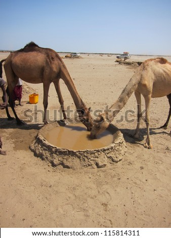 In the danakil desert of Ethiopia a pair of camels drink from a muddy well