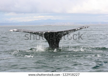 A diving gray whale brings its tail flukes up in the lagoon of San Ignacio, in Bja, MExico