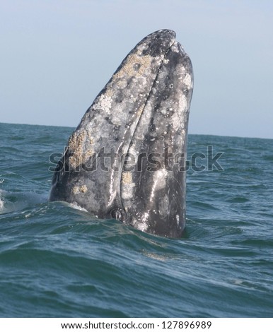 A gray whale spyhops to take a look around in a sanctuary lagoon in Baja Mexico