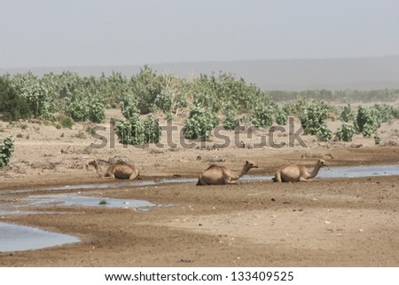 Wild camels rest near a desert riverbed in Ethiopia