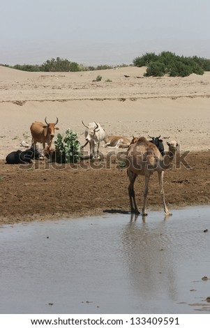 A wild camel drinks from a river while cattle watch in the  desert of Ethiopia