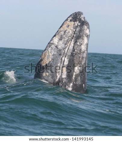 a gray whale stands on it is tail to spyhop in a Mexican lagoon