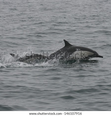 A small pod of common dolphin porpoise through the water