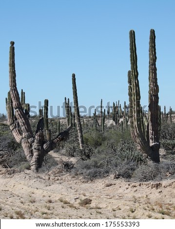 Giant cordon cactus reach for the sky in the barren desert of the  Viscaino Biosphere in Baja Mexico