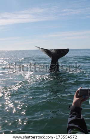 A tourist takes a photo of a diving gray whale bringing up its flukes in a lagoon in Baja Mexico