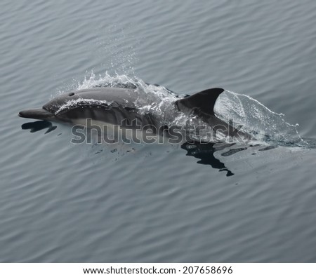 A lone common dolphin blows while surfacing