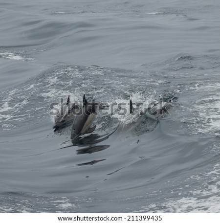 A pair of common dolphin surf the wake of a boat