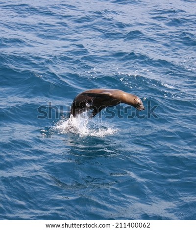 A lone sea lion puts on a jumping show  for my camera