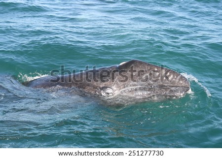 A gray whale swims in a sanctuary lagoon in Baja Mexico