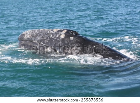 a gray whale on the surface  in a lagoon in Baja Mexico