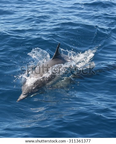 A common dolphin cuts through the surface of the ocean