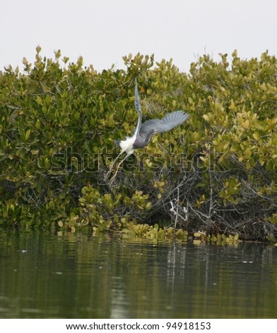 A young Blue Heron comes in for a landing in the mangroves of Baja, Mexico, a wetland bird sanctuary