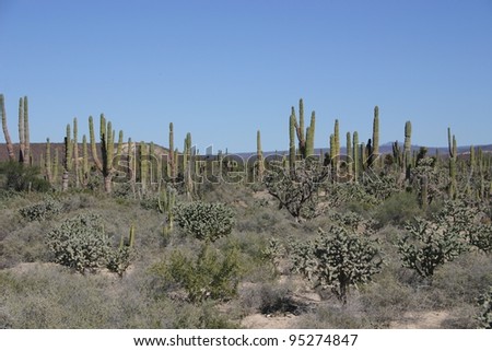 A forest of assorted cactus lines the dirt roads of the desert of central Baja, Mexico