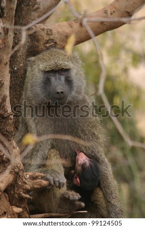A mother baboon nurses her young while sitting in a tree in Kenya, Africa