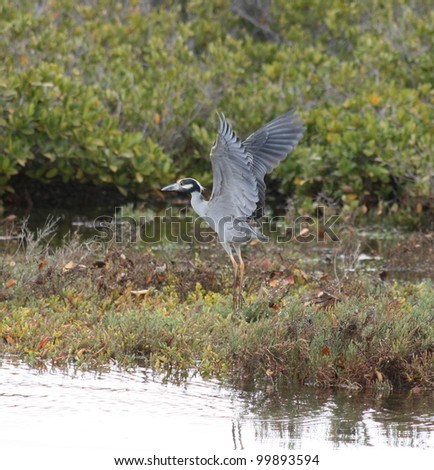 A night heron takes off from his perch in the mangroves of a bird sanctuary in Baja, Mexico