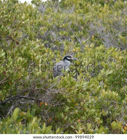 A crested Night Heron blends in with his mangrove camouflage in a  bird sanctuary of Baja, Mexico,