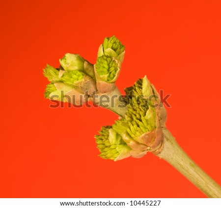 Budding branch tip in spring - on red background