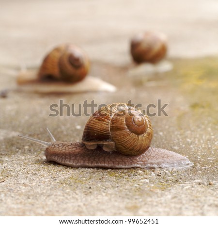 Snail race on wet concrete after rain - run for life