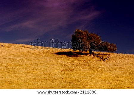 Lone tree on top of california grassland