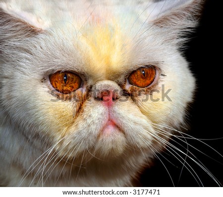 Beautiful Closeup Portrait Of a very Mad Persian Cat