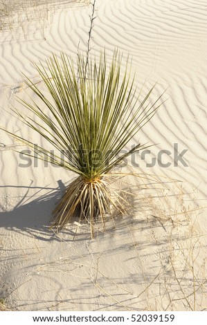 Nice cactus Image in White sands new mexico