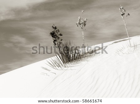 Beautiful image of the dunes in White sands new mexico