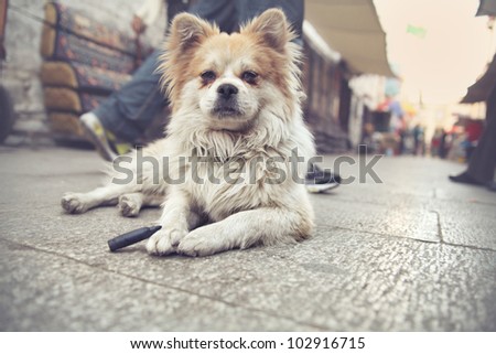 Stray fluffy dog lying on the street in Lhasa, capital of Tibet in China