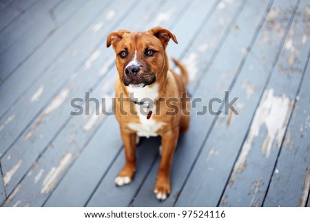 Young Pit Bull Shepherd Mix sits on patio outside with chipped paint