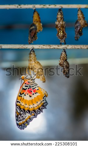 Emerging butterfly from it\'s cocoon