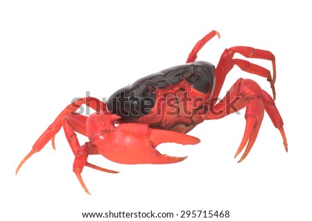 Fresh water red leg and claw on black body living on land near the stream. It\'s vivid red colour make it\'s perfect for exotic pet lovers. Also, it\'s semi-egressive, mostly defensive.
