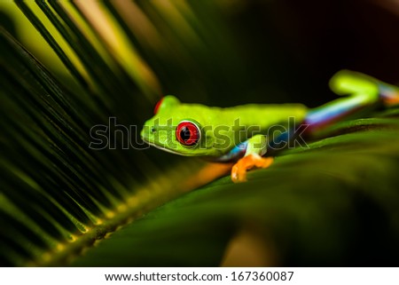 Exotic frog in natural rain forest