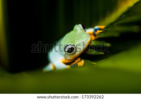 Natural exotic frog